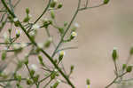 Canadian horseweed